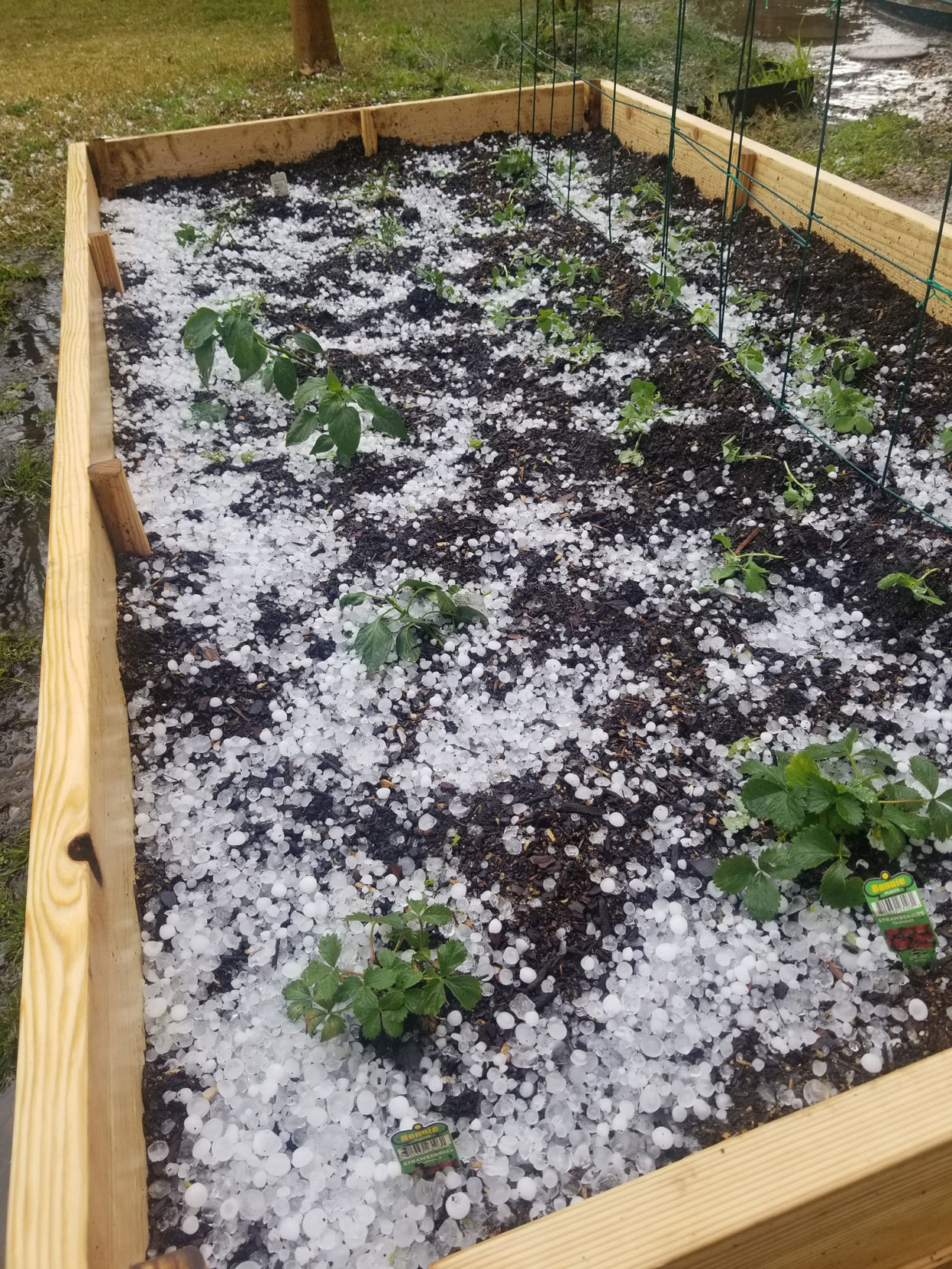 Hail in a Denton garden